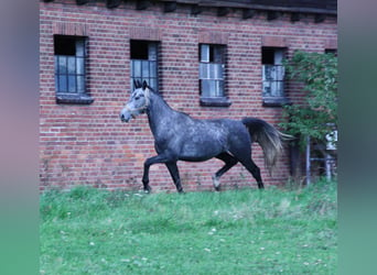 Polnisches Warmblut, Wallach, 4 Jahre, 164 cm, Schimmel