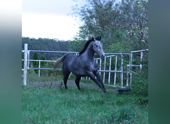 Polnisches Warmblut, Wallach, 4 Jahre, 164 cm, Schimmel