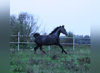 Polnisches Warmblut, Wallach, 4 Jahre, 164 cm, Schimmel