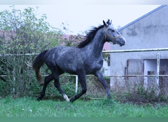 Polnisches Warmblut, Wallach, 4 Jahre, 164 cm, Schimmel