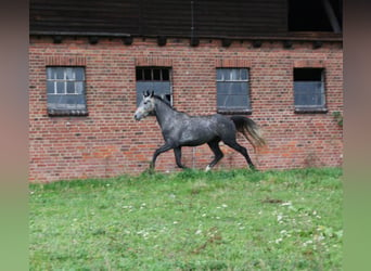 Polnisches Warmblut, Wallach, 4 Jahre, 164 cm, Schimmel