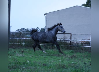 Polnisches Warmblut, Wallach, 4 Jahre, 164 cm, Schimmel