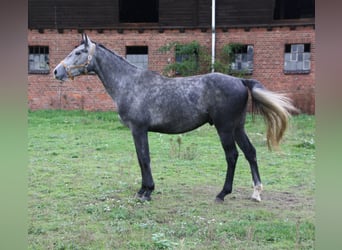 Polnisches Warmblut, Wallach, 4 Jahre, 164 cm, Schimmel