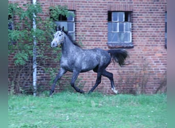 Polnisches Warmblut, Wallach, 4 Jahre, 164 cm, Schimmel