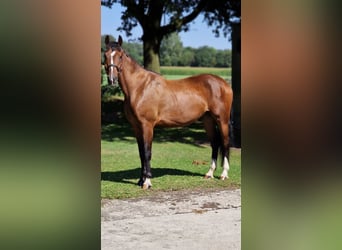 Polnisches Warmblut, Wallach, 4 Jahre, 165 cm, Brauner