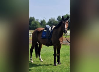 Polnisches Warmblut, Wallach, 4 Jahre, 165 cm, Brauner