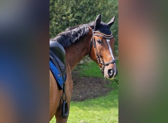 Polnisches Warmblut, Wallach, 4 Jahre, 165 cm, Brauner