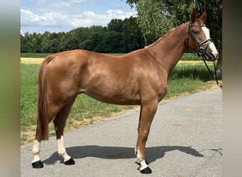 Polnisches Warmblut, Wallach, 4 Jahre, 166 cm, Fuchs