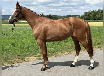 Polnisches Warmblut, Wallach, 4 Jahre, 166 cm, Fuchs