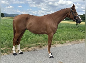 Polnisches Warmblut, Wallach, 4 Jahre, 166 cm, Fuchs