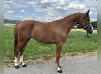 Polnisches Warmblut, Wallach, 4 Jahre, 166 cm, Fuchs