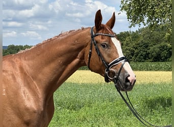 Polnisches Warmblut, Wallach, 4 Jahre, 166 cm, Fuchs
