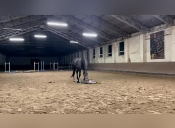 Polnisches Warmblut, Wallach, 4 Jahre, 166 cm, Schimmel