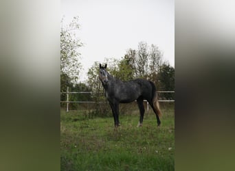 Polnisches Warmblut, Wallach, 4 Jahre, 166 cm, Schimmel