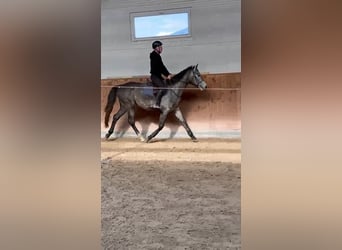 Polnisches Warmblut, Wallach, 4 Jahre, 166 cm, Schimmel