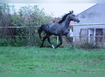 Polnisches Warmblut, Wallach, 4 Jahre, 166 cm, Schimmel