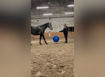 Polnisches Warmblut, Wallach, 4 Jahre, 166 cm, Schimmel