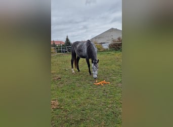 Polnisches Warmblut, Wallach, 4 Jahre, 166 cm, Schimmel