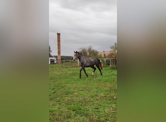 Polnisches Warmblut, Wallach, 4 Jahre, 166 cm, Schimmel