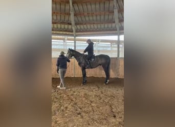 Polnisches Warmblut, Wallach, 4 Jahre, 166 cm, Schimmel