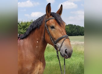 Polnisches Warmblut, Wallach, 4 Jahre, 167 cm, Brauner