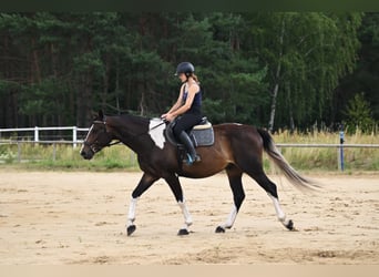 Polnisches Warmblut, Wallach, 4 Jahre, 170 cm, Schecke