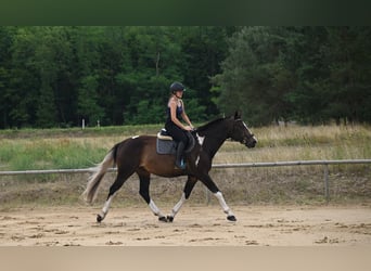 Polnisches Warmblut, Wallach, 4 Jahre, 170 cm, Schecke