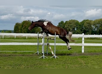 Polnisches Warmblut, Wallach, 4 Jahre, 170 cm, Schecke