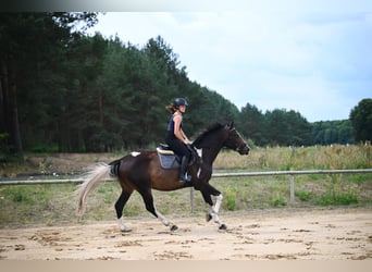 Polnisches Warmblut, Wallach, 4 Jahre, 170 cm, Schecke