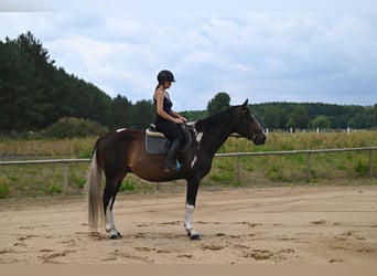 Polnisches Warmblut, Wallach, 4 Jahre, 170 cm, Schecke