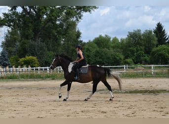 Polnisches Warmblut, Wallach, 4 Jahre, 170 cm, Schecke