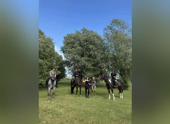Polnisches Warmblut, Wallach, 4 Jahre, 170 cm, Schecke