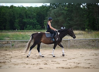 Polnisches Warmblut, Wallach, 4 Jahre, 170 cm, Schecke