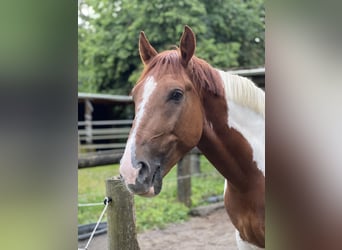 Polnisches Warmblut, Wallach, 5 Jahre, 155 cm, Schecke