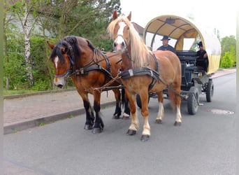 Polnisches Warmblut Mix, Wallach, 5 Jahre, 158 cm