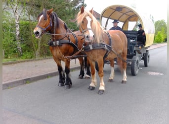 Polnisches Warmblut Mix, Wallach, 5 Jahre, 158 cm