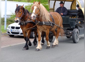 Polnisches Warmblut Mix, Wallach, 5 Jahre, 158 cm, Fuchs