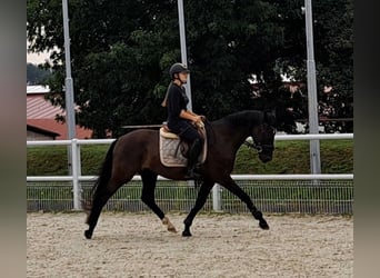 Polnisches Warmblut, Wallach, 5 Jahre, 160 cm, Rappe