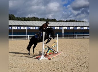 Polnisches Warmblut, Wallach, 5 Jahre, 160 cm, Rappe