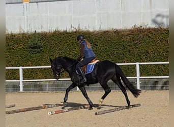 Polnisches Warmblut, Wallach, 5 Jahre, 160 cm, Rappe