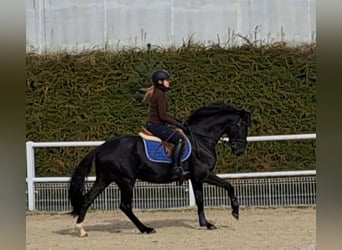 Polnisches Warmblut, Wallach, 5 Jahre, 160 cm, Rappe