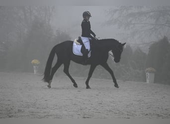 Polnisches Warmblut, Wallach, 5 Jahre, 160 cm, Rappe