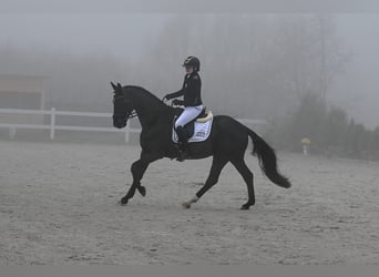 Polnisches Warmblut, Wallach, 5 Jahre, 160 cm, Rappe