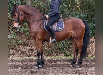 Polnisches Warmblut, Wallach, 5 Jahre, 161 cm, Brauner