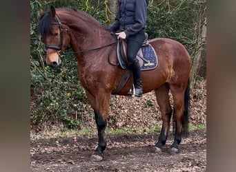 Polnisches Warmblut, Wallach, 5 Jahre, 161 cm, Brauner