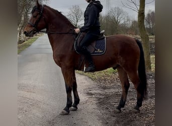 Polnisches Warmblut, Wallach, 5 Jahre, 161 cm, Brauner