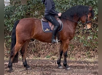 Polnisches Warmblut, Wallach, 5 Jahre, 161 cm, Brauner