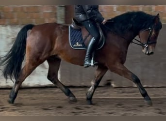 Polnisches Warmblut, Wallach, 5 Jahre, 161 cm, Brauner