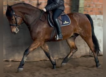 Polnisches Warmblut, Wallach, 5 Jahre, 161 cm, Brauner