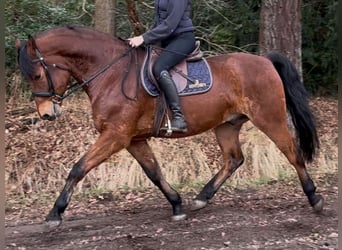 Polnisches Warmblut, Wallach, 5 Jahre, 161 cm, Brauner